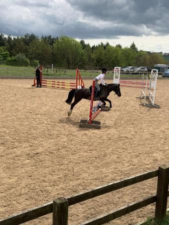Image 26 of 12.2 section C gelding - super fun pony club all rounder