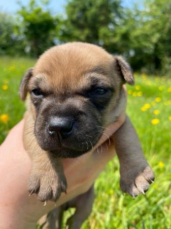Image 6 of Patterjack puppies for sale