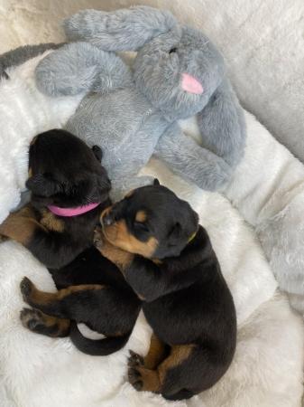 Image 2 of KC registered Rottweiler puppies ready to leave
