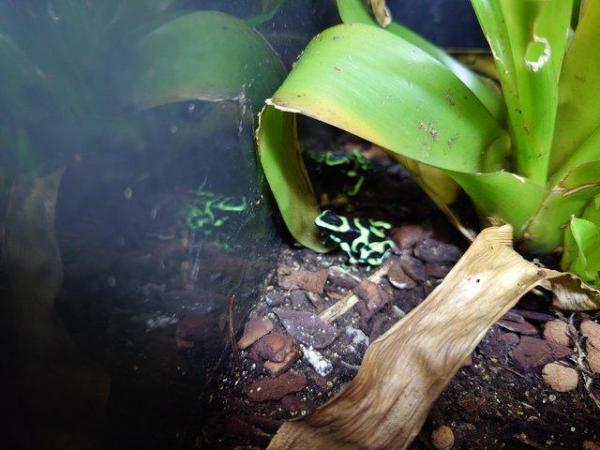 Image 5 of Dart Frogs - Various Colours and Patterns