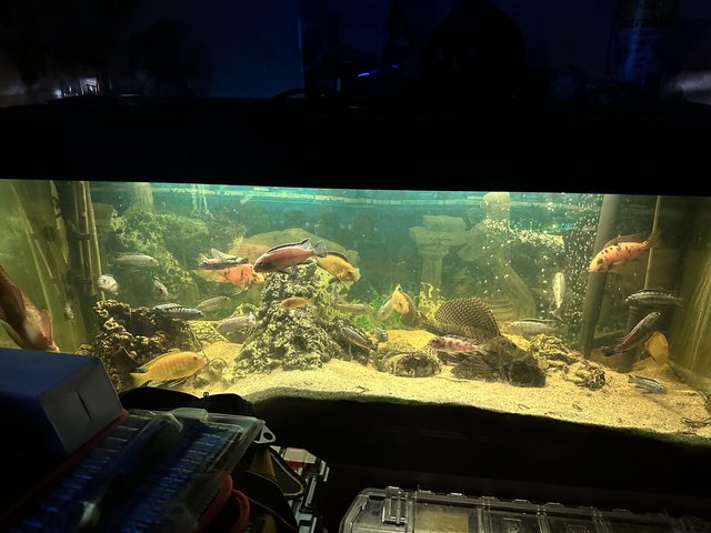 Preview of the first image of Complete 4ft fish tank  and fish.