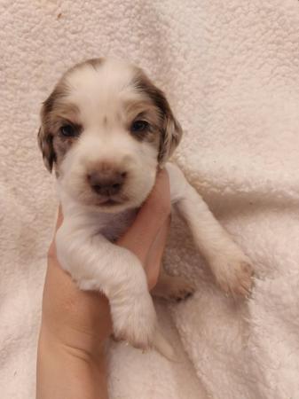 Image 8 of 3 week old rare silver merle sproodle