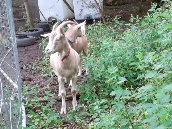 Image 3 of British Toggenburg Cross Whether Friendly Goat SOLD
