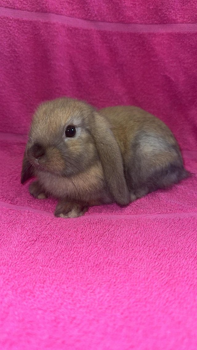 Preview of the first image of Pure bred mini lop bunny boy.