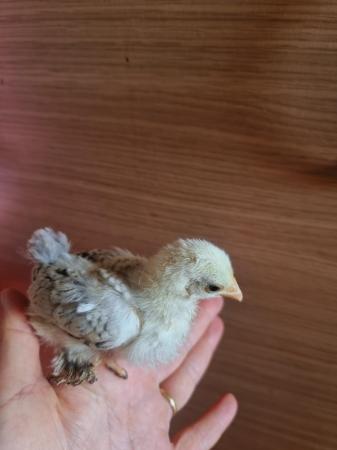 Image 3 of Bantam chick's for sale 3, 4 weeks old