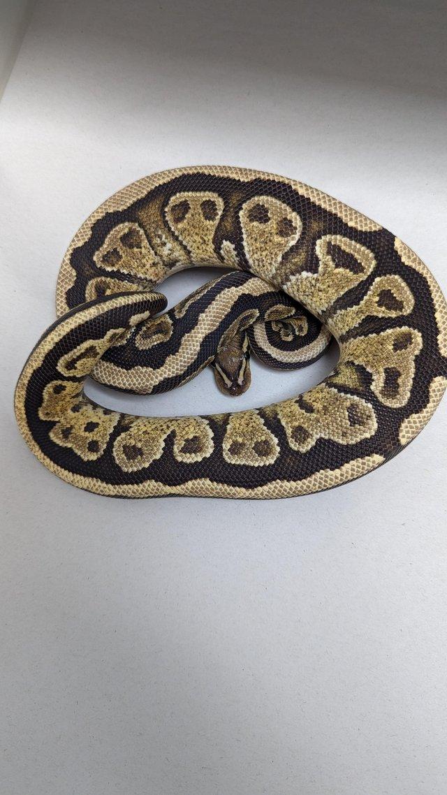 Preview of the first image of Cb22 spotnose vanilla trick royal python.