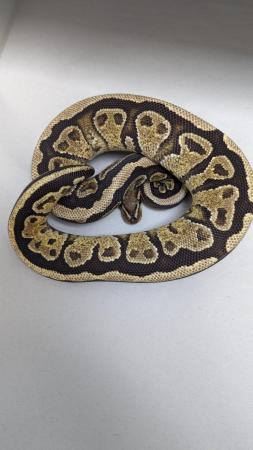 Image 1 of Cb22 spotnose vanilla trick royal python