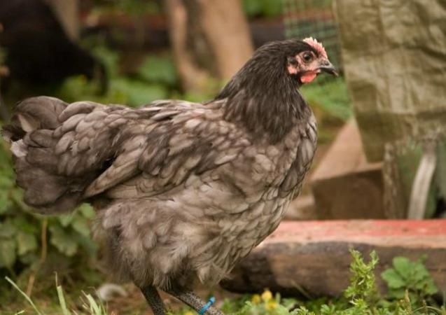 Image 1 of Blue & Black Orpington chicks- large fowl