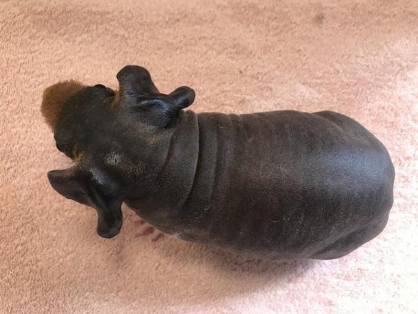 Image 4 of Skinny Pig Sow from Imported Lines