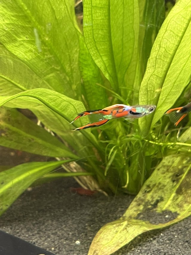 Preview of the first image of Mixed Endlers. Bright colours. £2 each..