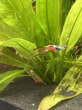Image 1 of Mixed Endlers. Bright colours. £2 each.