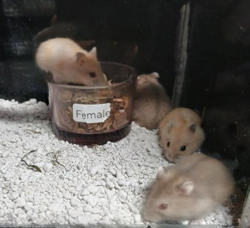 Image 14 of Baby Campbell's Hamsters