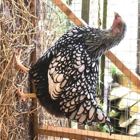 Image 2 of SILVER LACED WYANDOTTE HATCHING EGGS large fowl