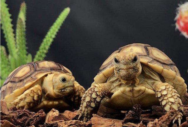 Preview of the first image of Wanted sulcata tortoise.