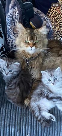 Image 11 of 2BEAUTIFUL MAINE COON MIX FEMALES( BOTH RESERVED)