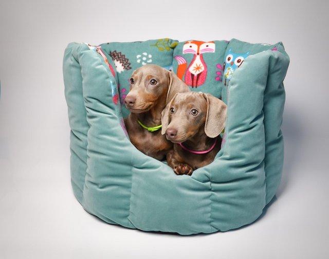 Preview of the first image of KC; PRA CLEAR Miniature Dachshund Isabella puppies.