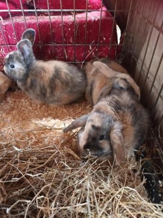 Image 6 of Gorgeous 9wks old Mini Lops £30 or two for ££50
