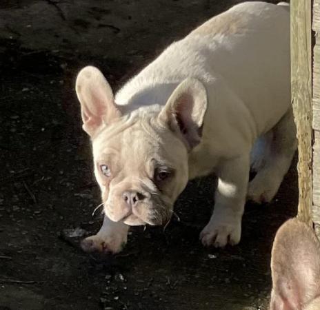 Image 18 of KC REGISTERED TRUE TO TYPE FRENCH BULLDOG PUPPY BOY