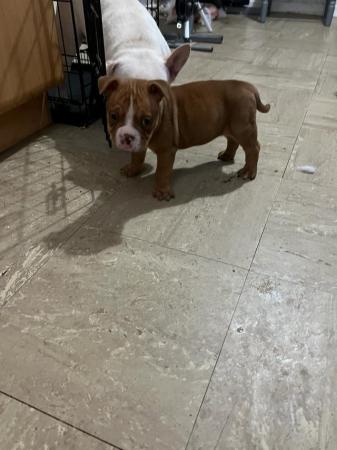 Image 18 of Pocket bullies for sale