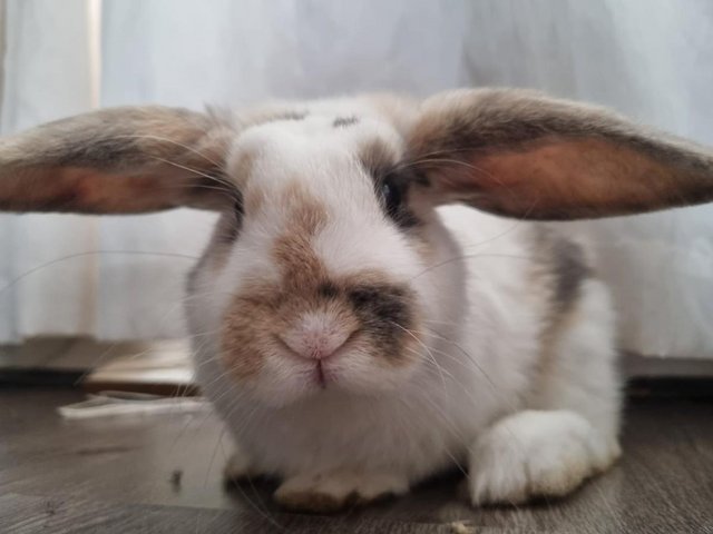 Preview of the first image of Gorgeous French X Mini Lop boy for sale..
