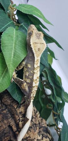 Image 3 of Stunning Crested Gecko For Sale