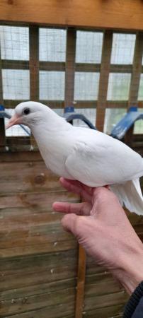 Image 4 of Pure White Doves for dovecotes