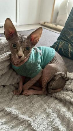 Image 2 of Beautiful Tabby Pure Canadian Sphynx Girl ????