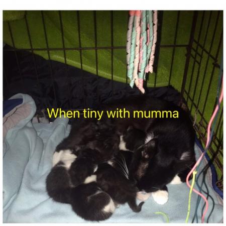 Image 7 of Kittens for homing ready 8th June