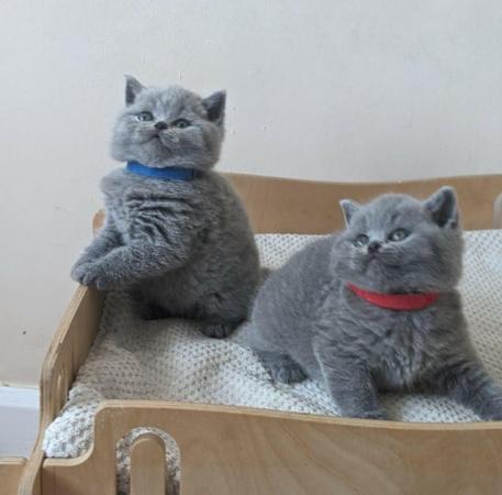 Image 14 of Amazing British Shorthair Blue registered kittens