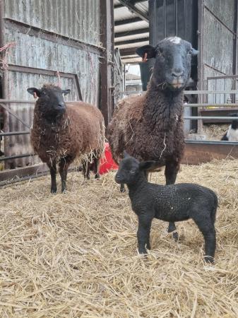 Image 2 of Ewe and lamb ideal smallholder/pet sheep