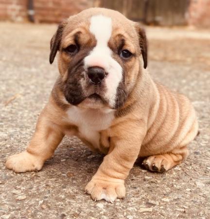 Image 3 of Beautiful Chunky Bulldog Puppies
