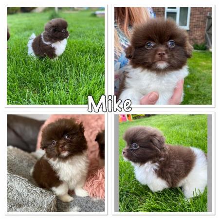 Image 15 of Ready Now Beautiful Pom shih pups 1 female 1 male