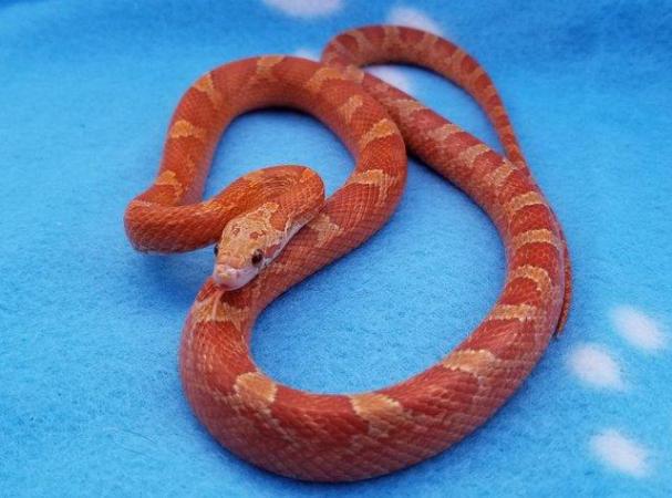 Image 3 of FOR SALE - 2022 Corn Snakes ultramel diffused granite pied