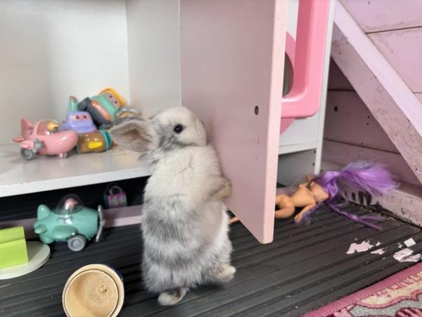 Image 11 of READY NOW Pure Mini Lop Babies,