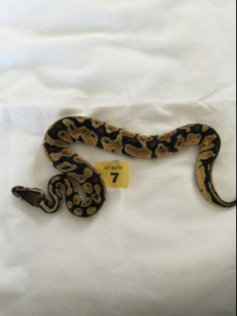 Image 8 of Mojave pastel het ghost baby ball python