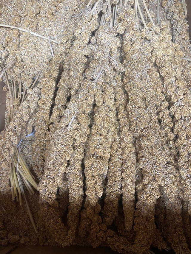 Preview of the first image of 15kg Millet Sprays for sale great for Finches Budgies Canary.
