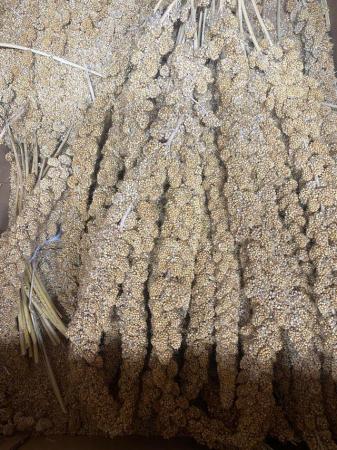 Image 1 of 15kg Millet Sprays for sale great for Finches Budgies Canary