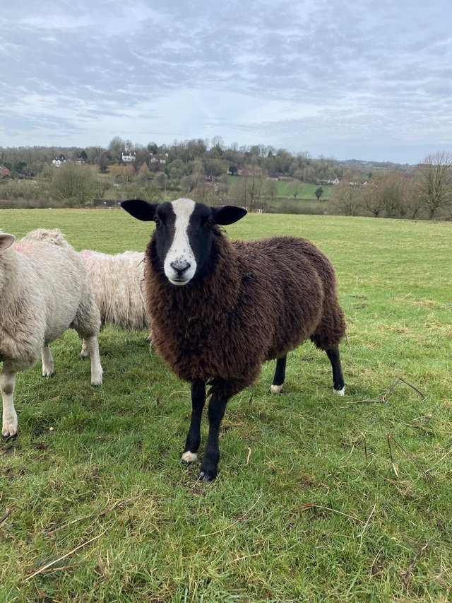 Preview of the first image of Reserved **Registered zwartble ram lamb 2023 born.
