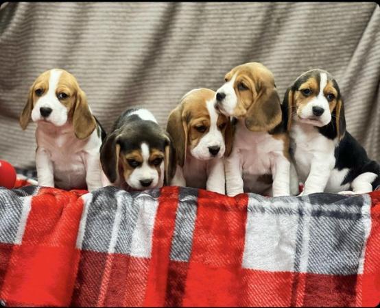 Image 10 of STUNNING CHUNKY KC BEAGLE PUPPIES READY NOW