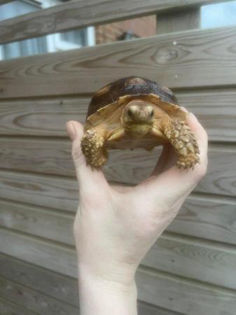 Image 5 of 9months old sulcata tortoises for sale
