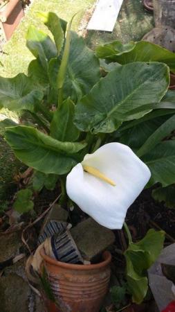Image 5 of Stunningly Beautiful, Arum, Peace or Nile Lily