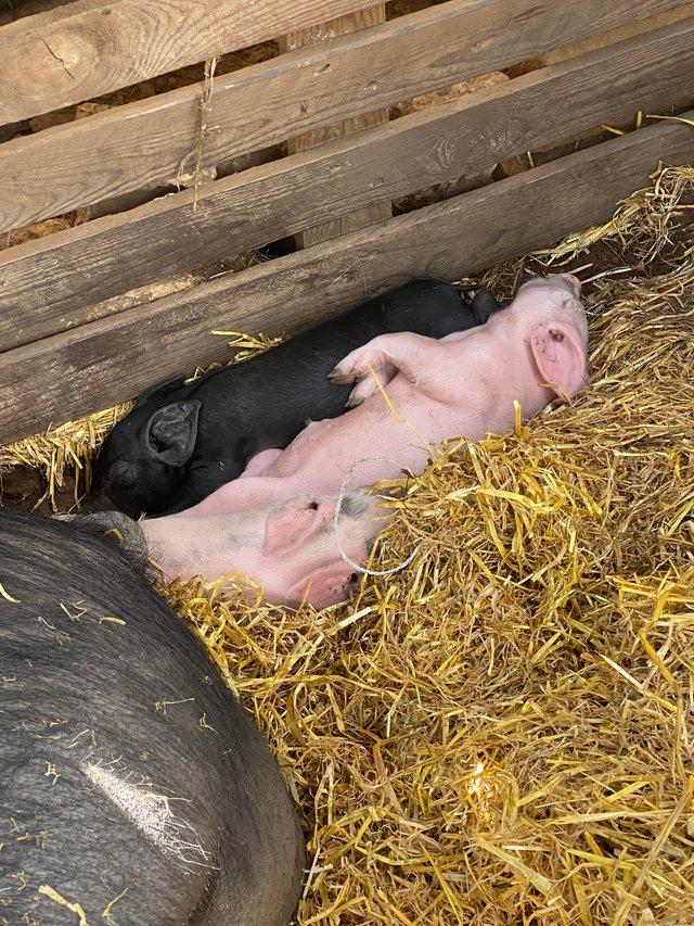 Preview of the first image of Piglets available 27th July onwards 14 left now.