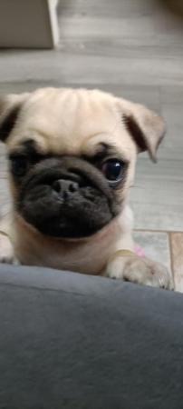 Image 18 of Last boy remaining * Pug puppy ready to leave now