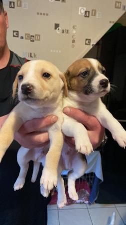 Image 5 of Jackrussel puppies ready to leave