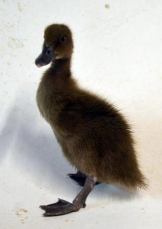 Image 1 of Sexed Campbell Ducklings various ages/colours