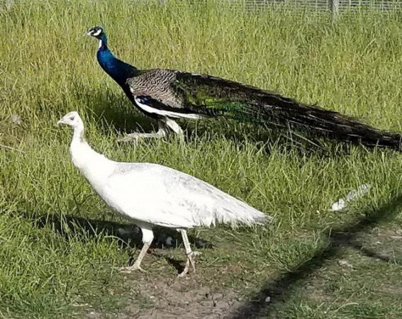Image 2 of Peafowl -peacocks for sale