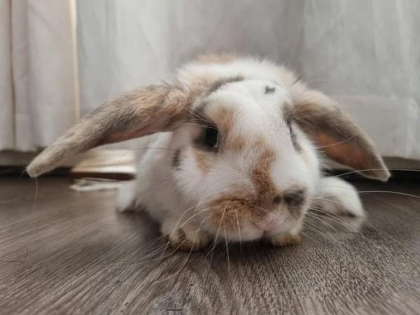 Image 5 of Gorgeous French X Mini Lop boy for sale.