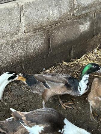 Image 2 of 2 male runner ducks for new home
