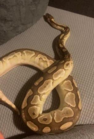 Image 3 of Butter pastel Royal ball python