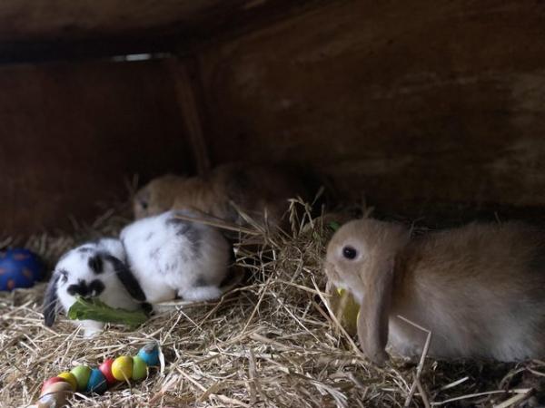 Image 12 of Friendly Pure Bred Baby Mini Lop Rabbits